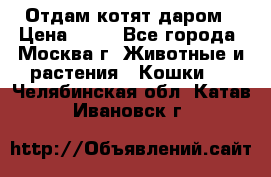 Отдам котят даром › Цена ­ 10 - Все города, Москва г. Животные и растения » Кошки   . Челябинская обл.,Катав-Ивановск г.